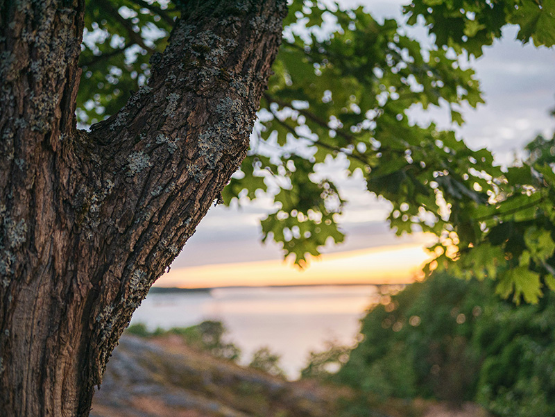 Hiilijalanjälkilaskenta Puu jonka takana näkyy iltataivas sekä meri. Kuvituksena hiilijalanjälkilaskenta -sivulle.